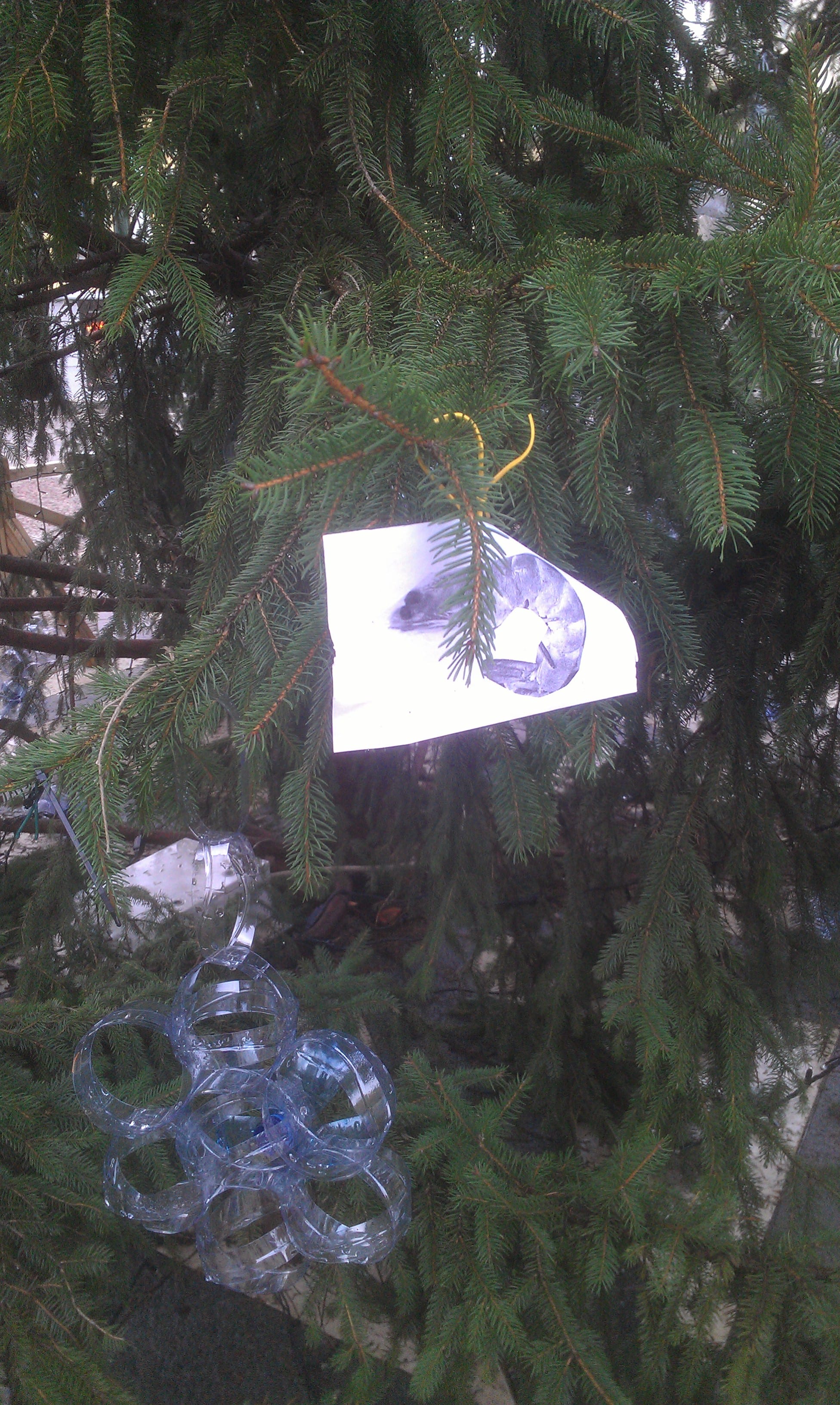Gamberizzato l’albero di Natale in piazza