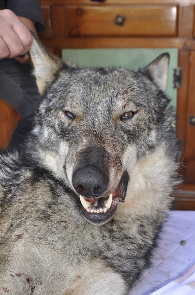 Il lupo di Malpensa “spaventa” anche Saronno