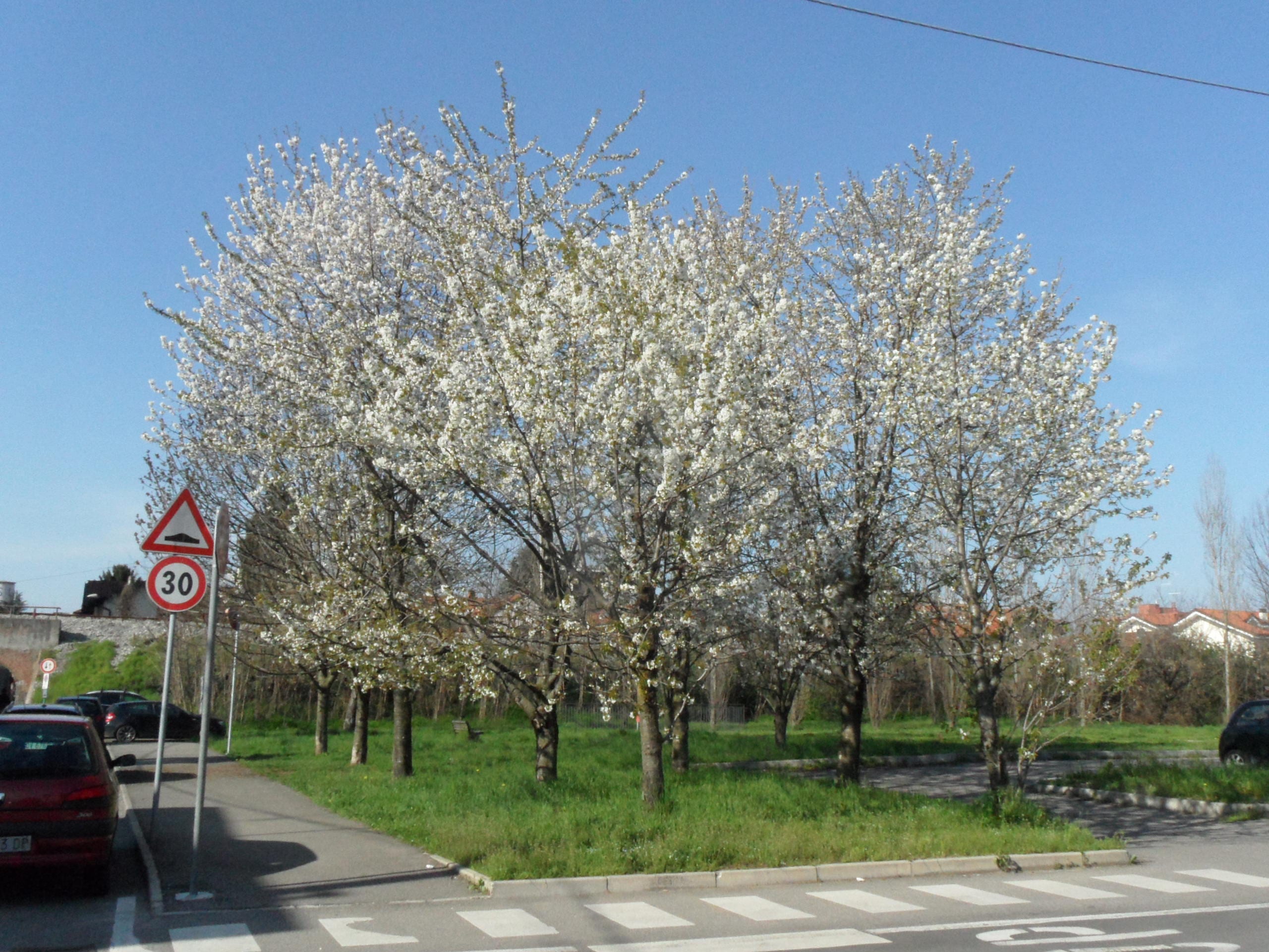 E’ arrivata la primavera: scatti della città verde e fiorita