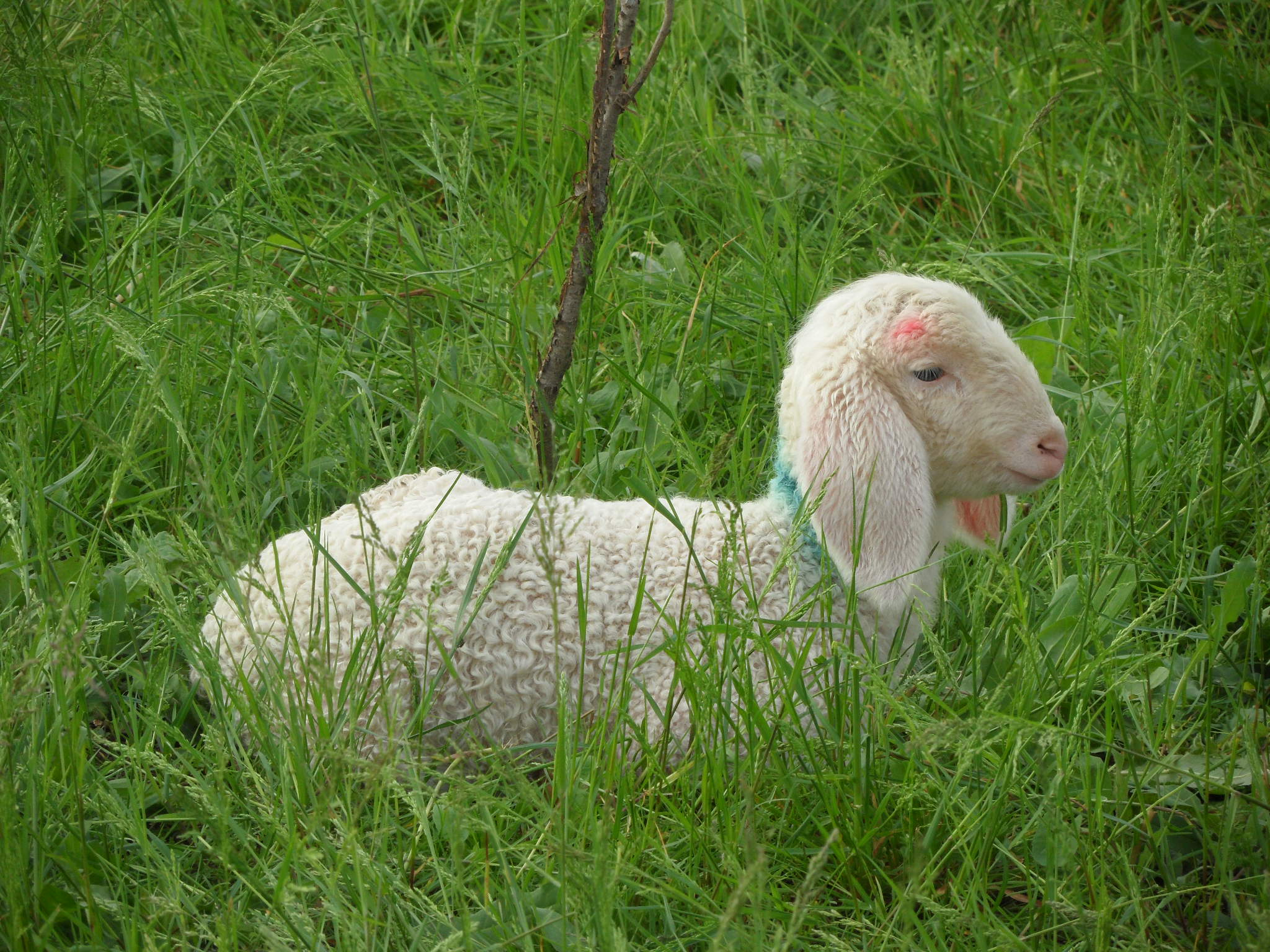Il pastore Gabriele e le sue mille pecore animano la periferia saronnese