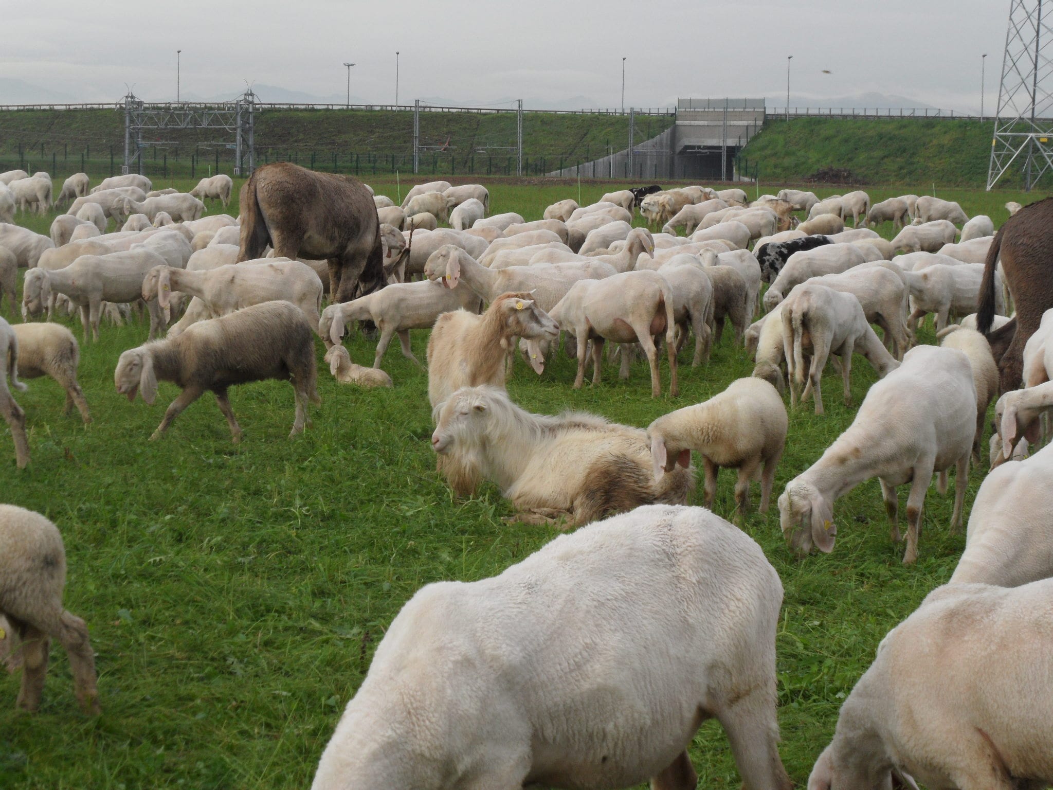 Furto nel Comasco, sparite 400 pecore: le cercano anche in zona