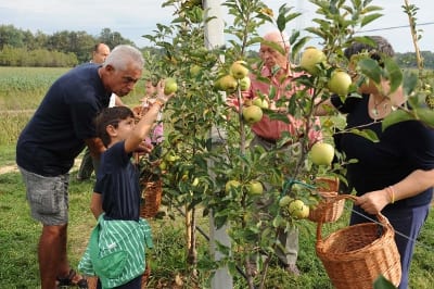 A Ceriano è “Il tempo delle mele”: raccolta aperta a tutti nel frutteto