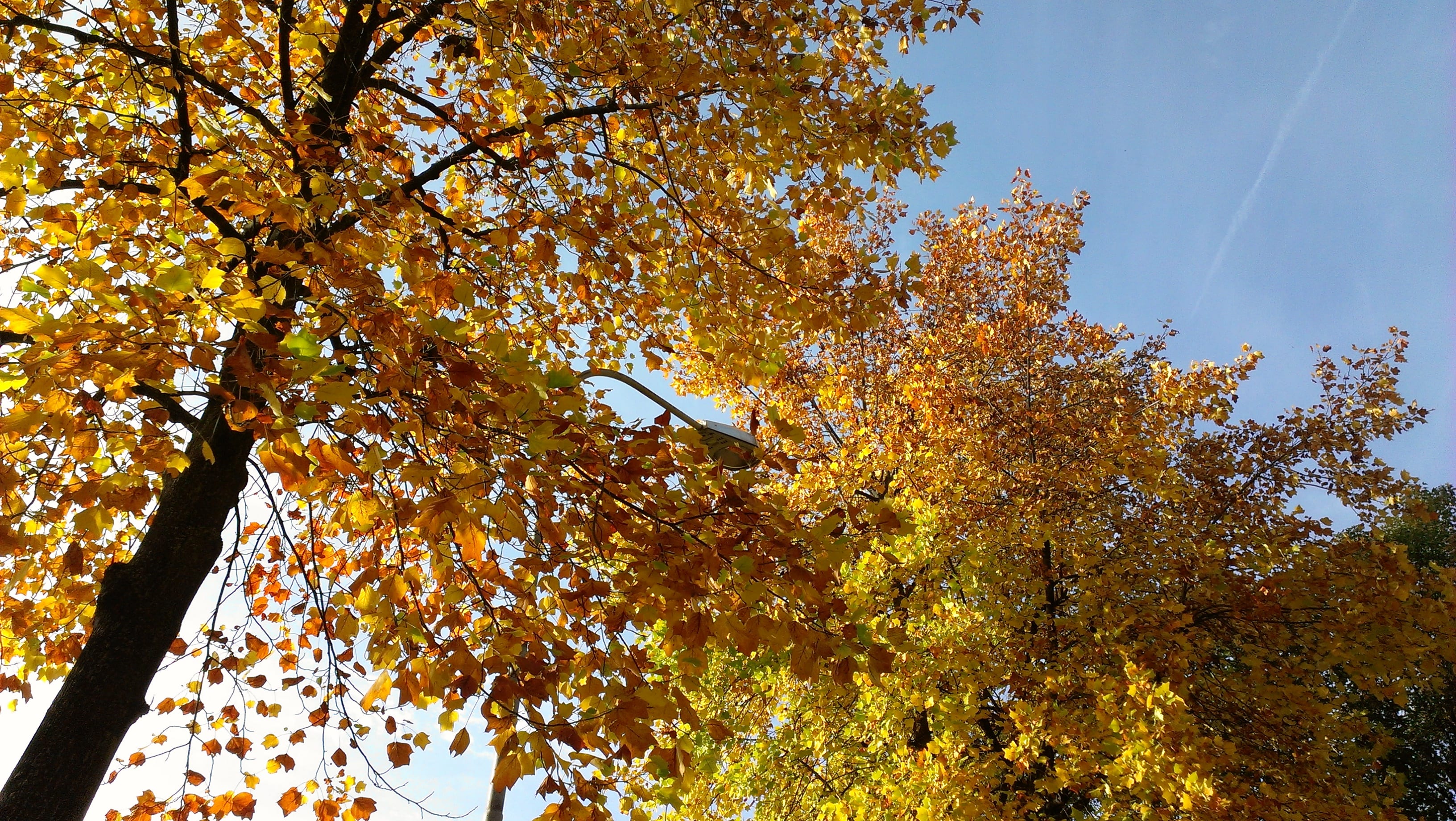 L’autunno colora Saronno: fotogallery