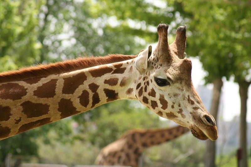 Mobilitazione saronnese per salvare Marius, la giraffa