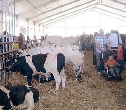 Origgio, fiera del bestiame: oggi in scena i bovini
