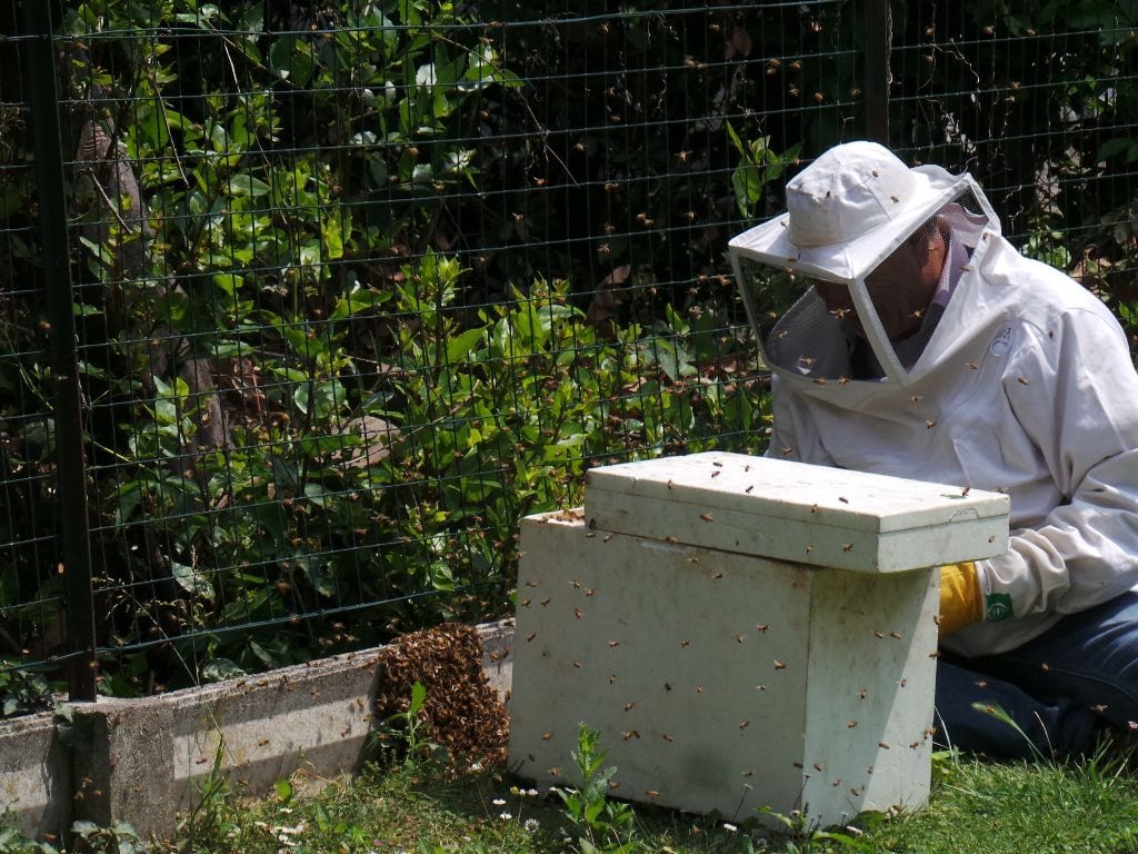 Cislago, 4 lezioni per imparare a diventare apicoltori ospitate da Villa Isacchi