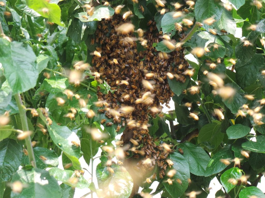 Migliaia di api “in volo” in via Reina