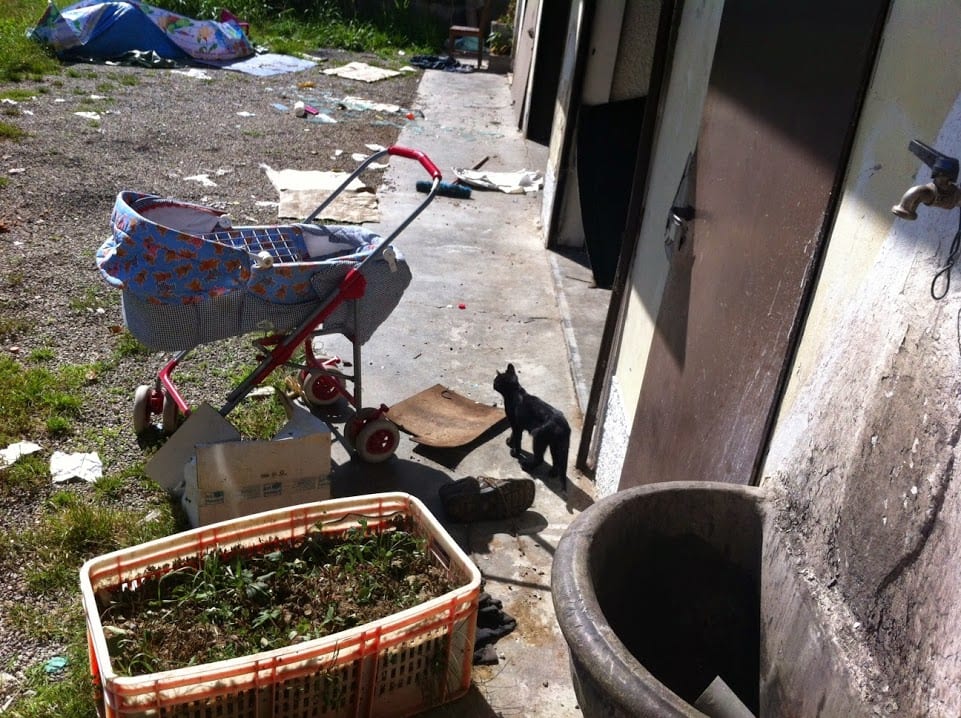 Occupano casa e abbandonano cane e gatti: denunciati