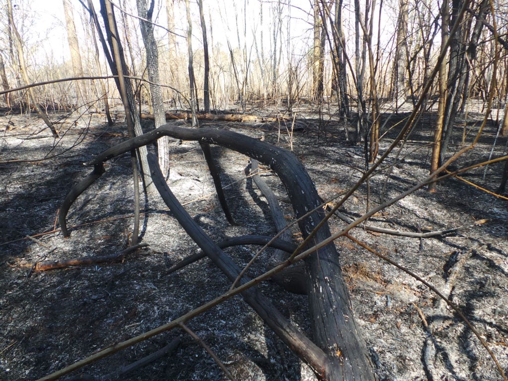 Piromane al Parco Groane? Bruciati 4 ettari di bosco. Le foto della devastazione