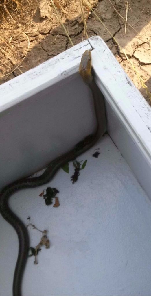 “C’è un maxi serpente nel parco”: catturato dai pompieri