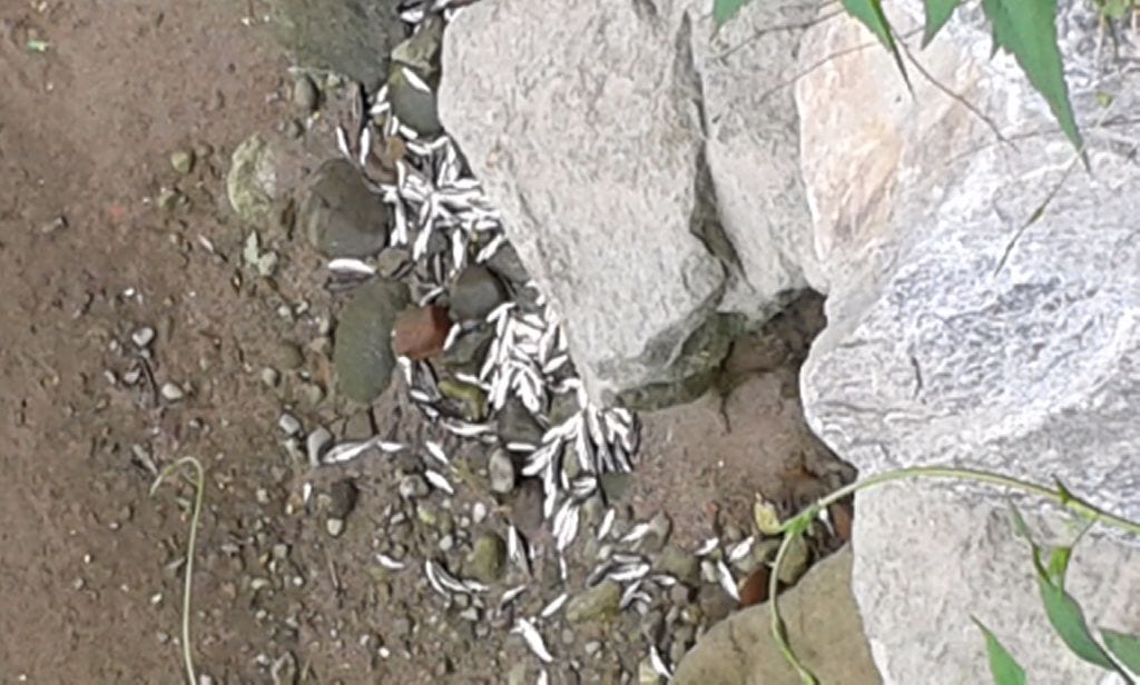 Moria di pesci nel torrente in secca