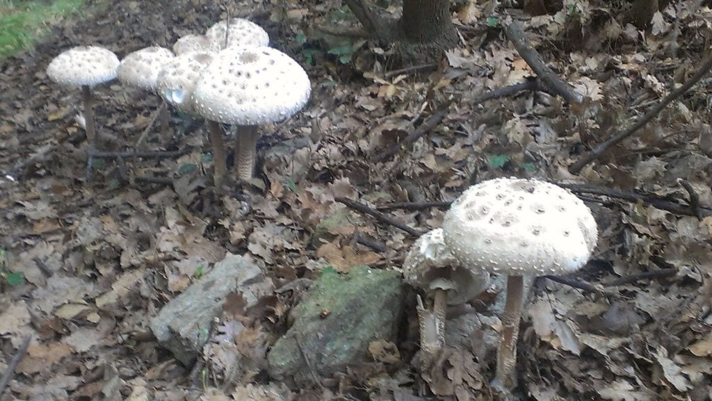 Raccolta funghi nei boschi, a Cesate c’è dove farli controllare