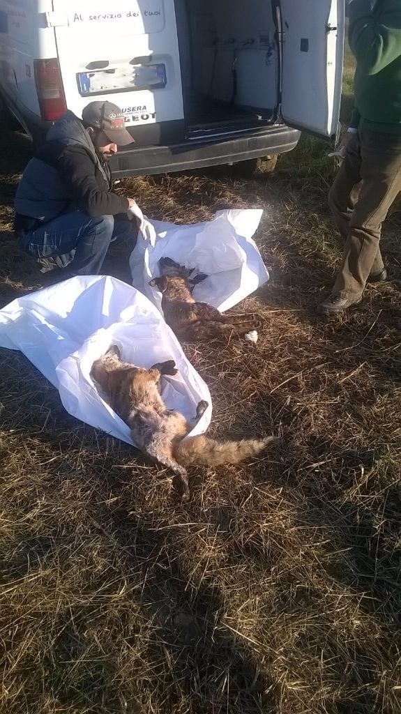 Ritrovate due volpi morte nelle campagne