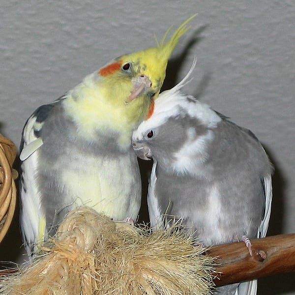Caccia al pappagallo… nel centro di Gerenzano