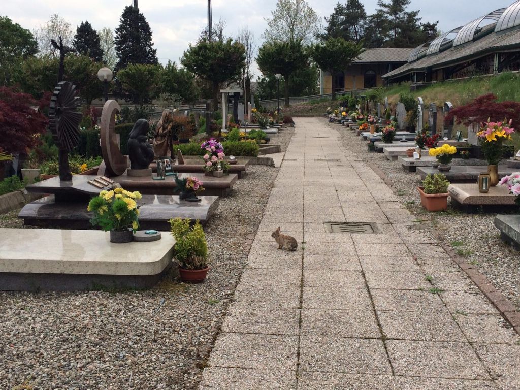 Nuovi inquilini al cimitero: conigli e leprotti saltellano tra le lapidi