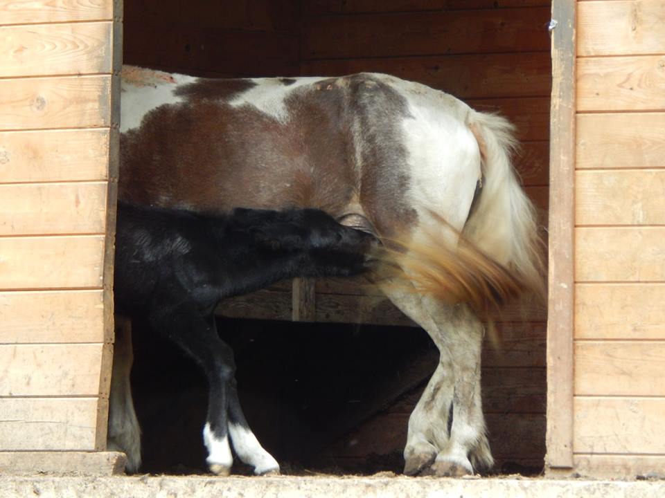 Nabhi, il piccolo mulo star del parco degli Aironi