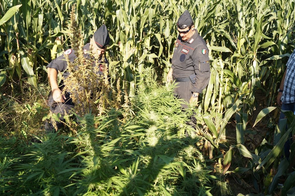 Nel campo di grano spunta la marijuana: blitz dei carabinieri