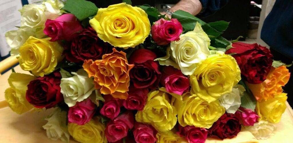 Abusive e abbandonate le “rose colorate di San Valentino”