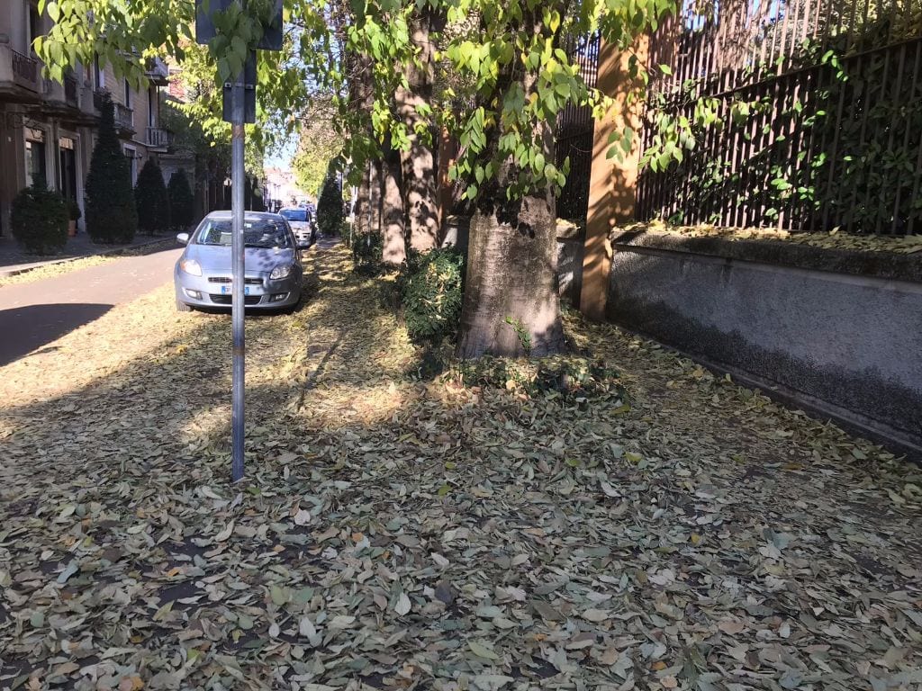 Tappeto di foglie in città: saronnesi e Comune sollecitano Econord