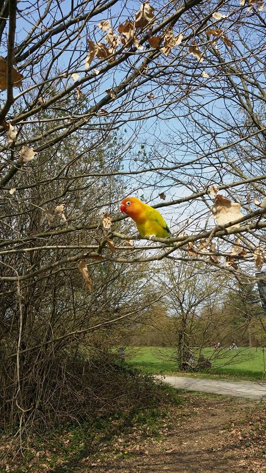Caccia al pappagallo… nel Parco del Lura