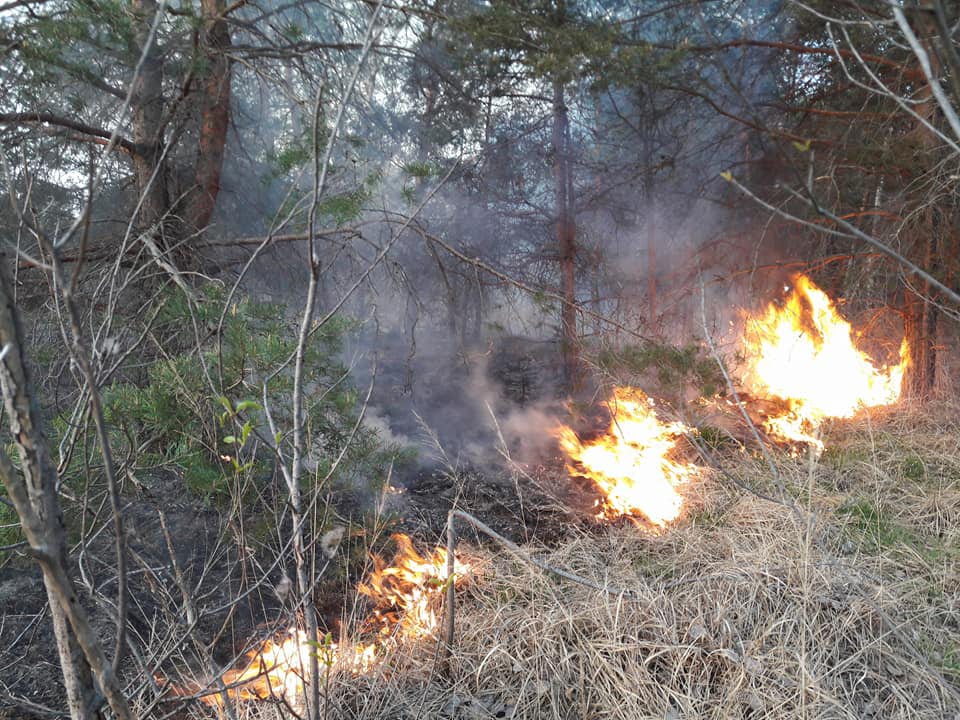 Nuovo incendio nel bosco: in fumo due ettari di Parco delle Groane