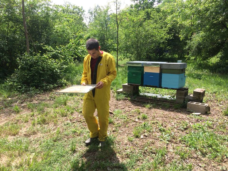 Solaro difende le api: serie di eventi