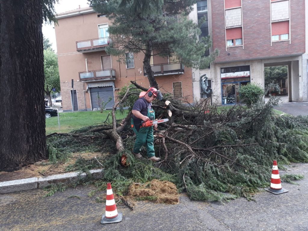 Cislago: cade un albero nella piazza principale
