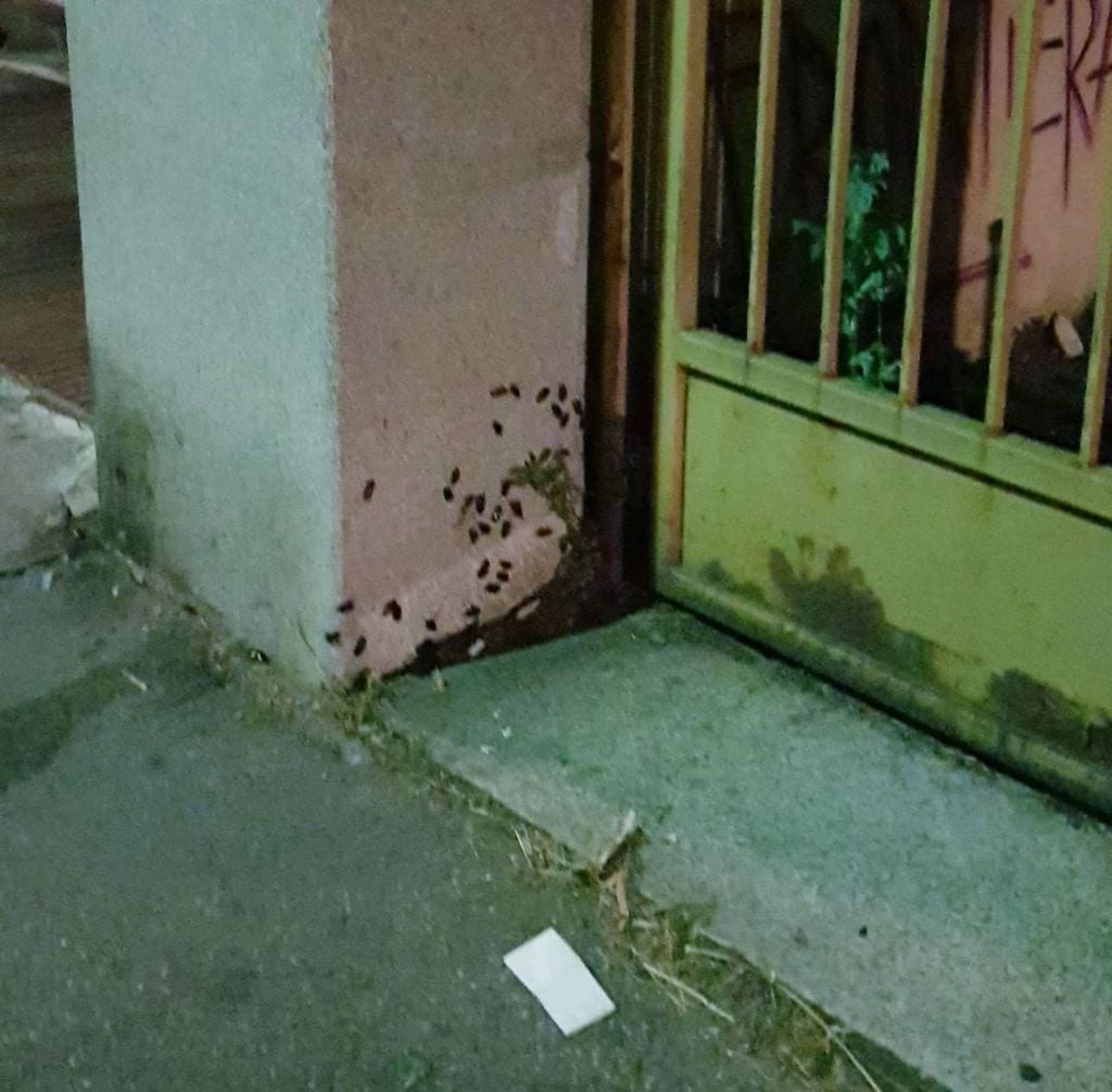 Caronno Pertusella, via Trieste è invasa dagli scarafaggi