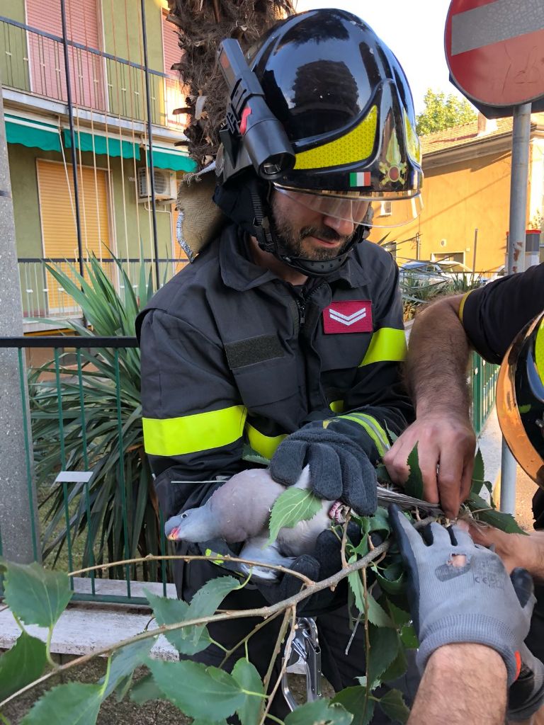 Pompieri salvano piccione incastrato