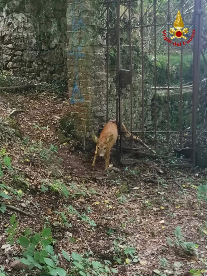 Cervo intrappolato in un cancello, lo salvano i pompieri