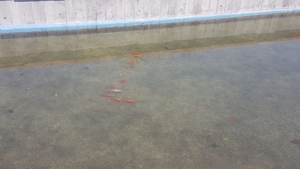Pesci rossi per ricordare i propri cari al cimitero