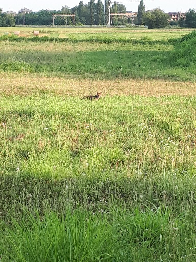 Avvistata una volpe in zona Cascina Colombara