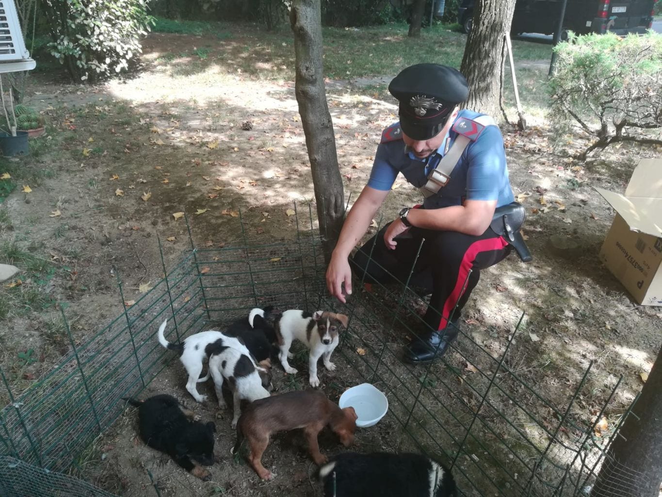 Gerenzano 7 cuccioli salvati dai carabinieri cercano casa