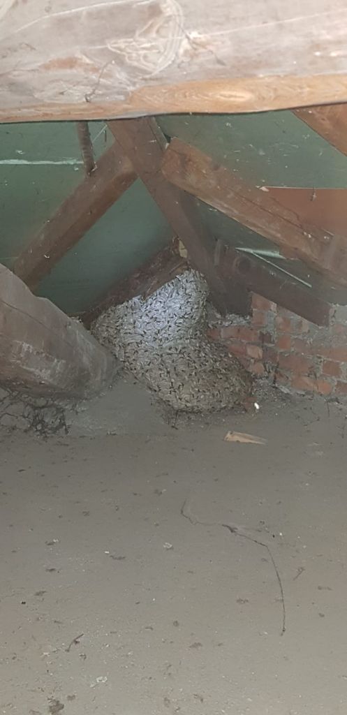 Maxi nido di vespe in via Valletta: ci pensa la protezione civile