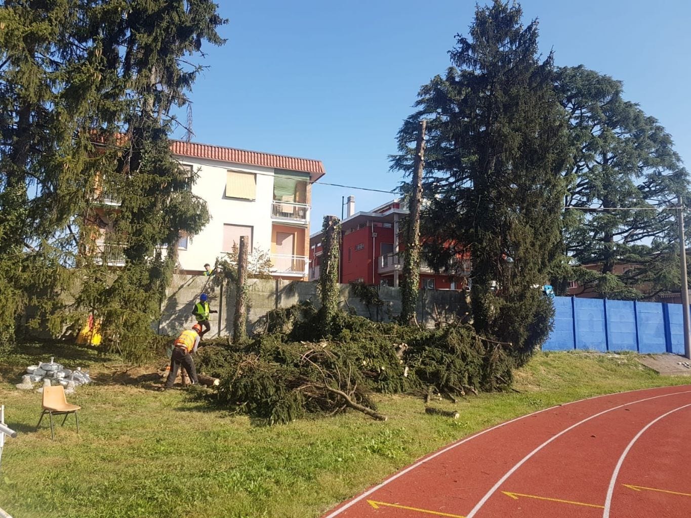 Gli aghi di pino “nemici” della pista d’atletica, alberi abbattuti