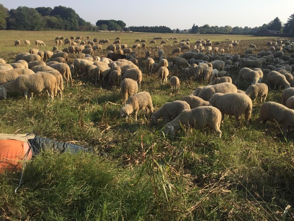 Mille pecore “bergamasche” a Saronno Sud: le foto dei lettori