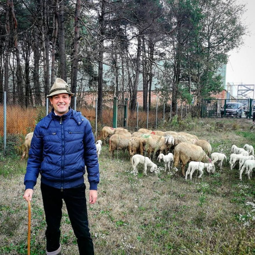 Pecore, capre e vacche “tosarba ecologici” per un mese. Ceriano “batte” Roma