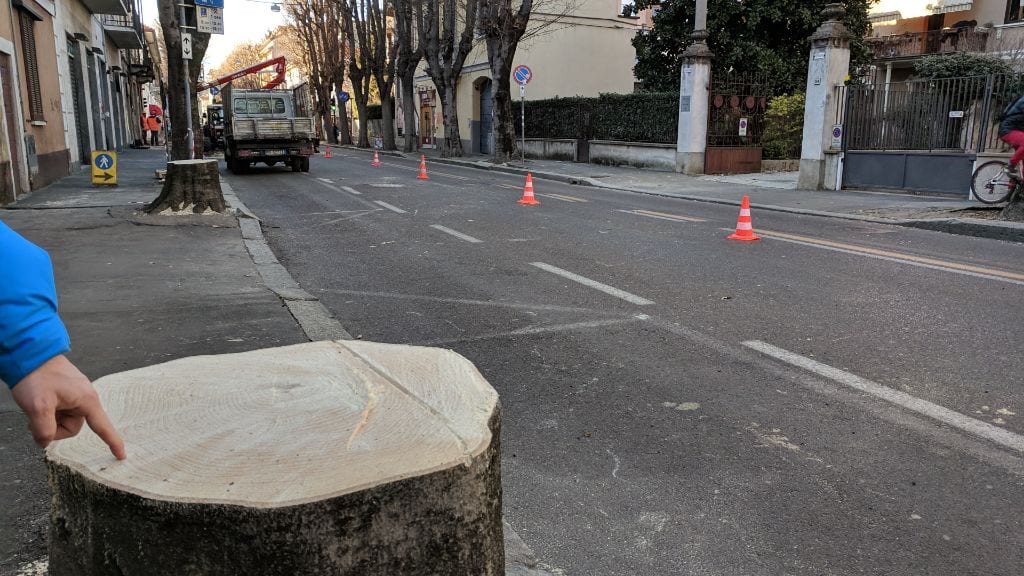 Legambiente: “Abbattere gli alberi di via Roma è un delitto biologico e culturale”