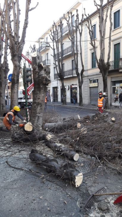 Caos via Roma: circolazione bloccata, piante abbattute ma… cantiere bloccato