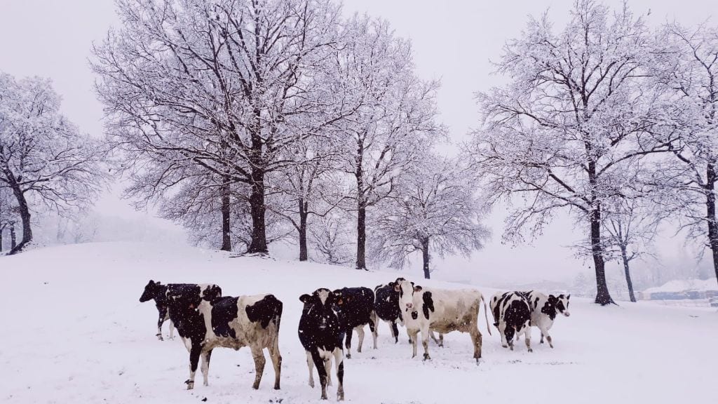 Mucche e agricoltura sotto la neve: Coldiretti: “Mobilitati contro rischio gelicidio”