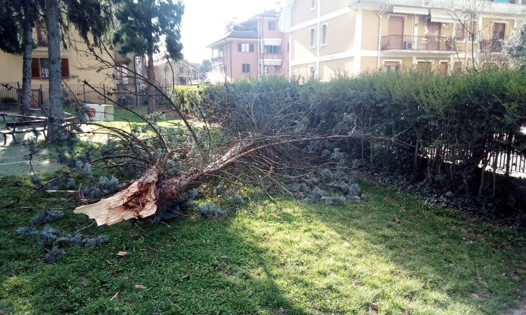 Vento: due alberi caduti a Limbiate