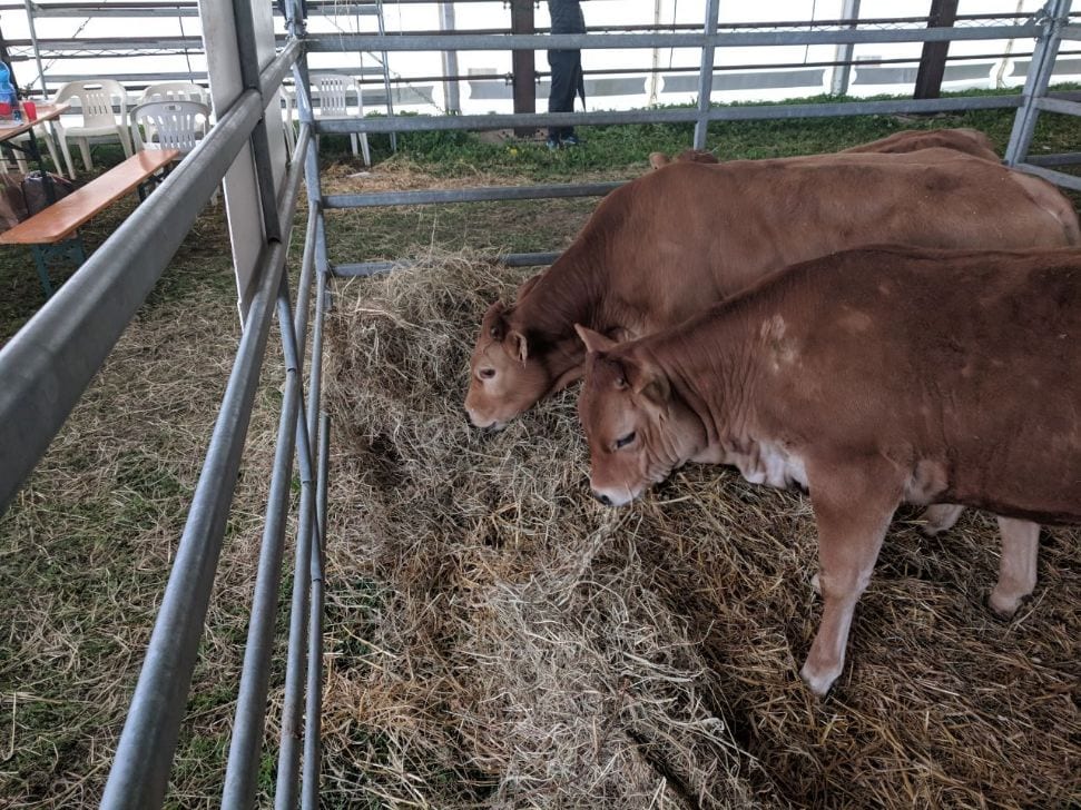 Latte, industria abbassa prezzo alla stalla Coldiretti Varese: scelta inaccettabile