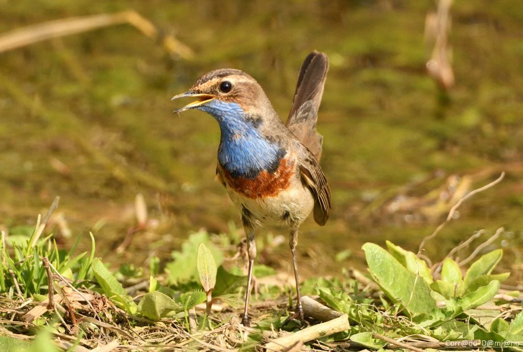 Lura, gli uccelli selvatici conquistano le vasche: ecco tutte le specie che hanno popolato i prati del Ceppo