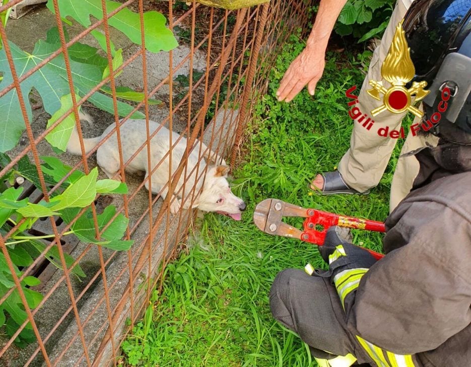 Cane intrappolato nella recinzione, lo salvano i pompieri
