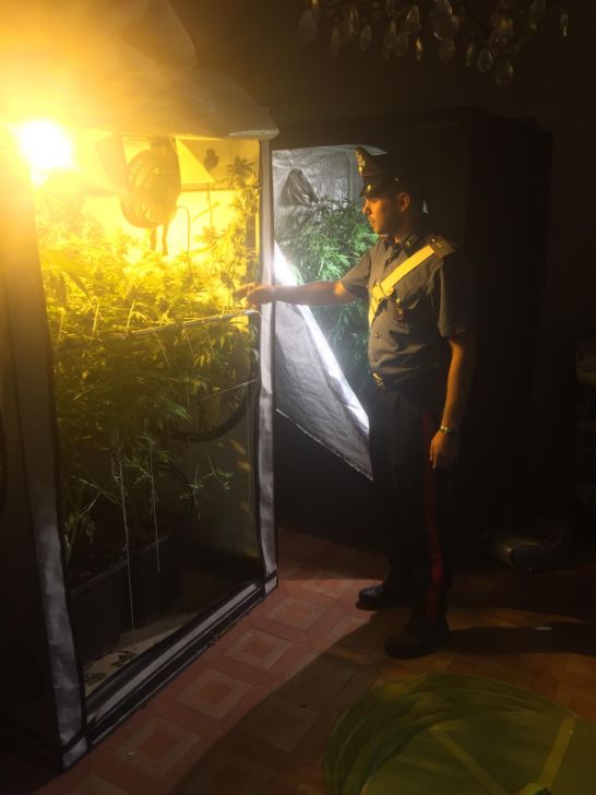 Maxi piantagione di marijuana smantellata dai carabinieri
