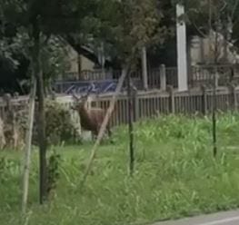 Cervo in fuga sulla Monza-Saronno, due motociclisti feriti