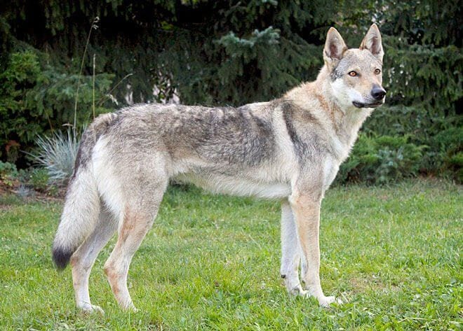 Cinque lupi recuperati nel cortile di una villa, Comune di Cogliate chiamato a mantenerli