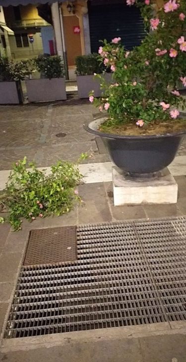 Corso Italia: a Saronno i vandali adesso se la prendono anche… con i fiori