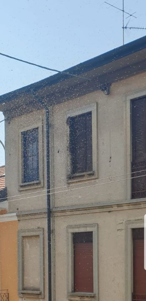 Cislago, grande sciame di api a zonzo in via Cavour