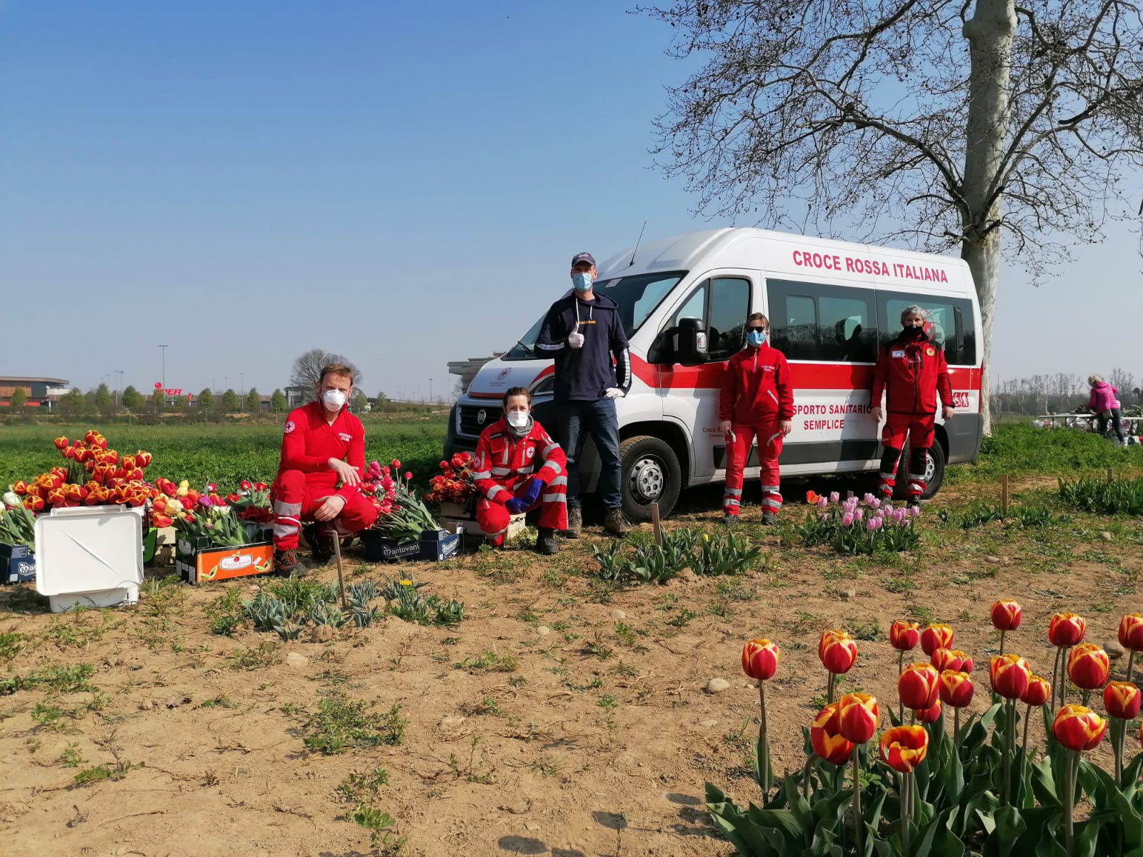 Coronavirus, Croce Rossa Saronno raccoglie 200 tulipani ad Arese per la Focris